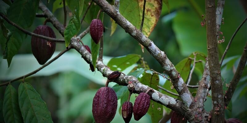 Äste der Kakaobäume